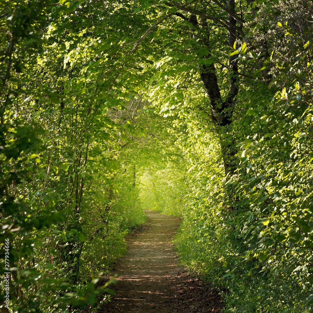 Fototapeta 3D leśna ścieżka wśród pięknych wiosennych drzew