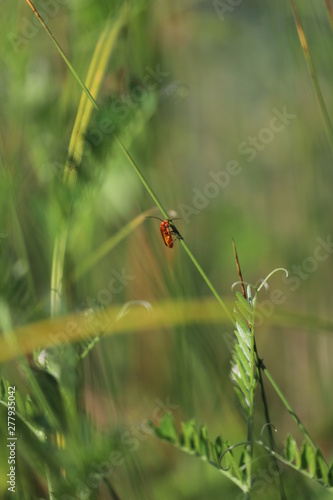 ladybird on grass © Roy