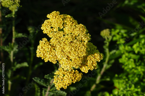 Gelbe Schafgarbe - Achillea millefoliium photo