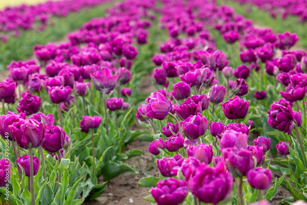 purple flowers in the garden purple flowers in the garden