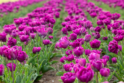 purple flowers in the garden