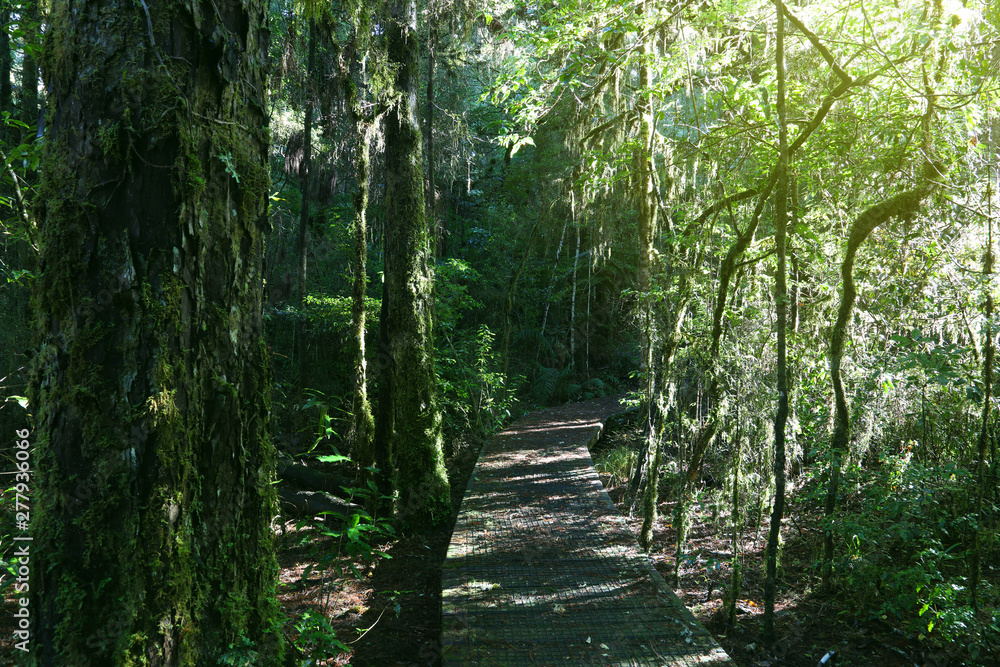 Obraz premium Forest boardwalk and trees