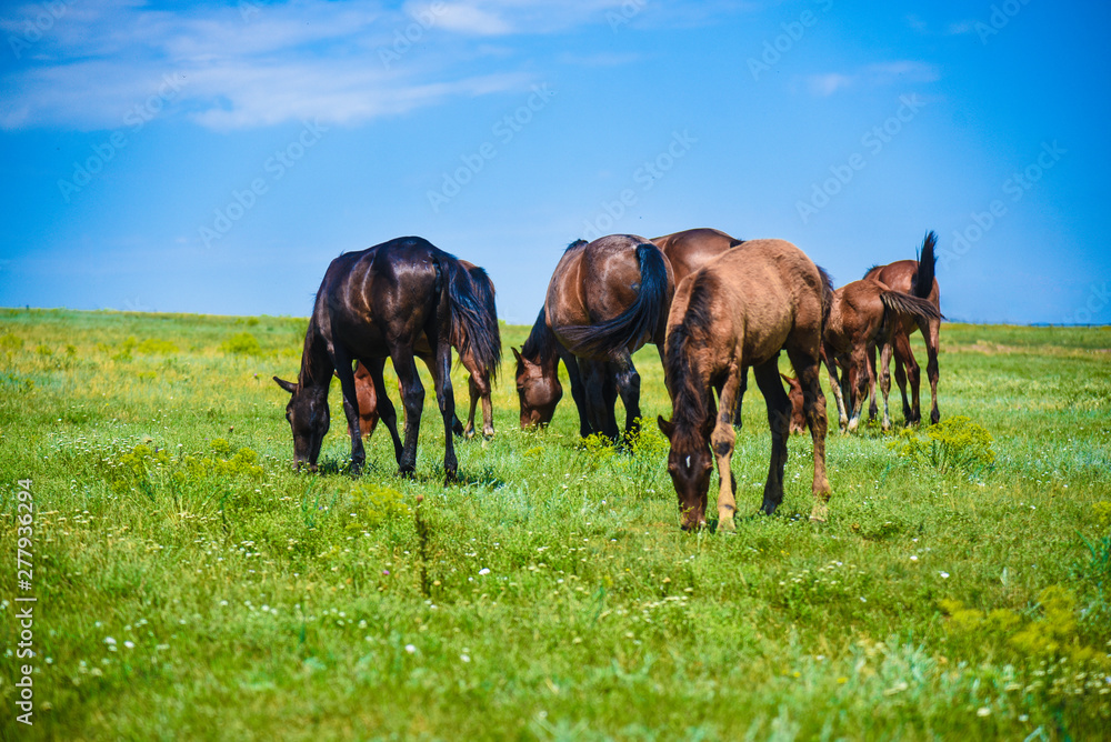 green meadow, which horses graze green meadow, which horses graze