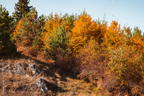 autumn landscape on sunny day