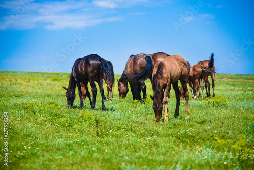 green meadow, which horses graze