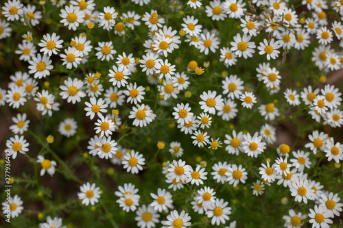 field of daisies
