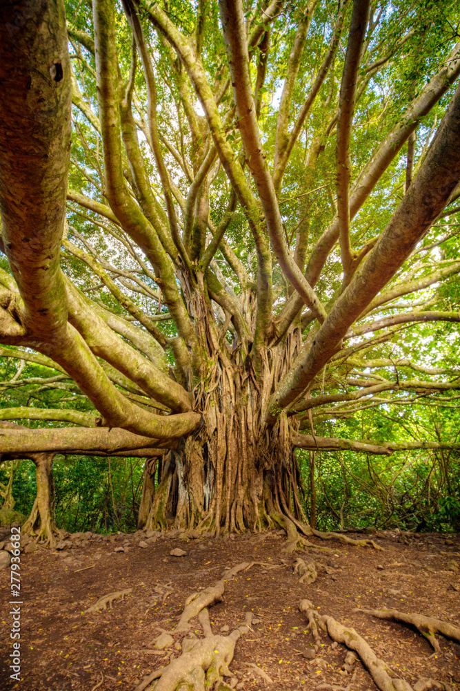 Fototapeta premium Banyan tree in Hana, Maui