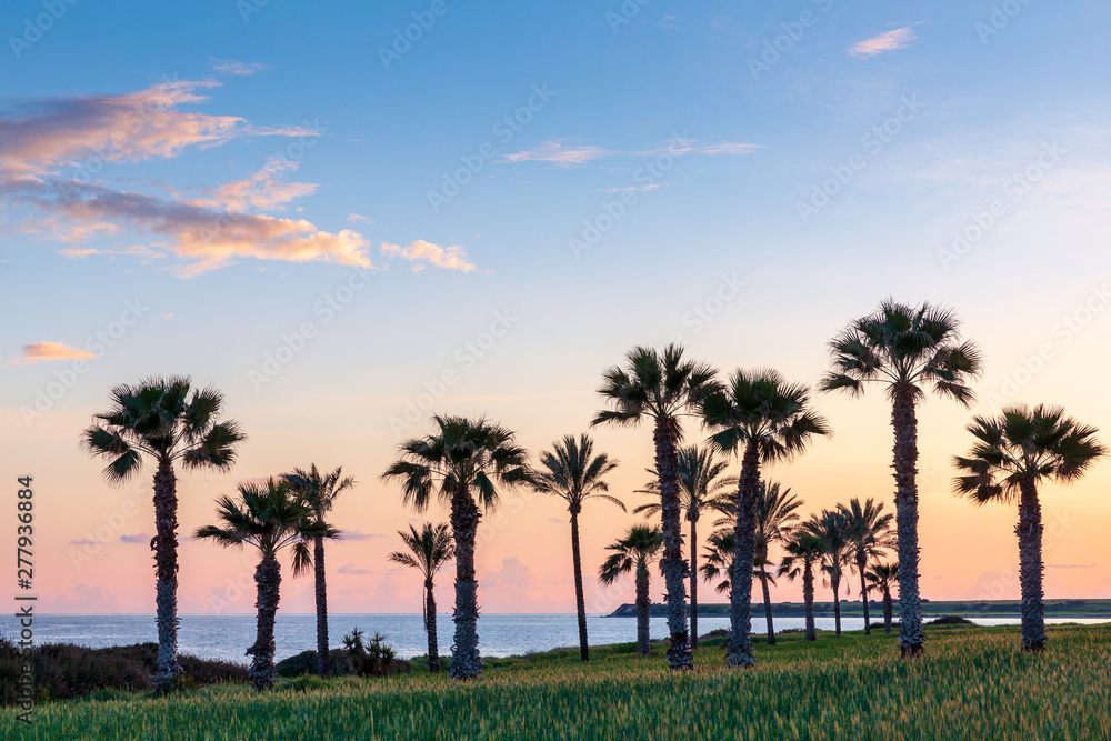 Obraz premium Silhouette of palms during sunset at Mazotos beach, Cyprus
