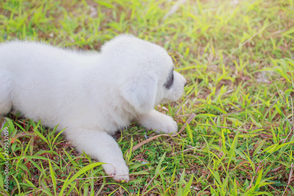 Puppies, Looks like, Pandada bears in a green garden in Phuket Thailand. Puppies, Looks like, Pandada bears in a green garden in Phuket Thailand.