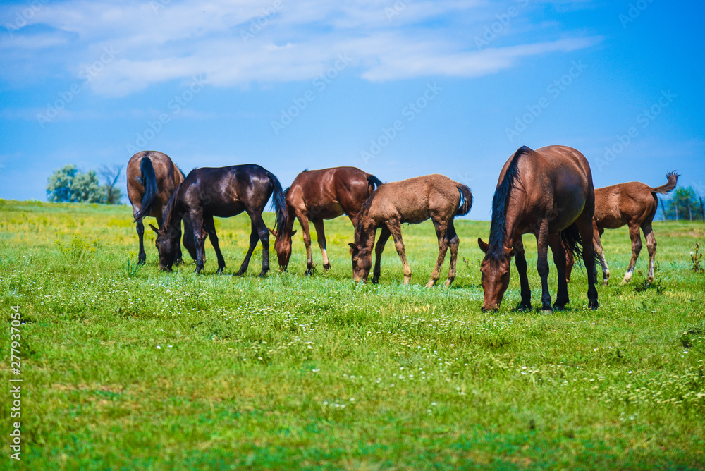 green meadow, which horses graze