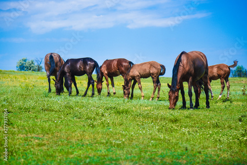green meadow, which horses graze © Alexey Achepovsky
