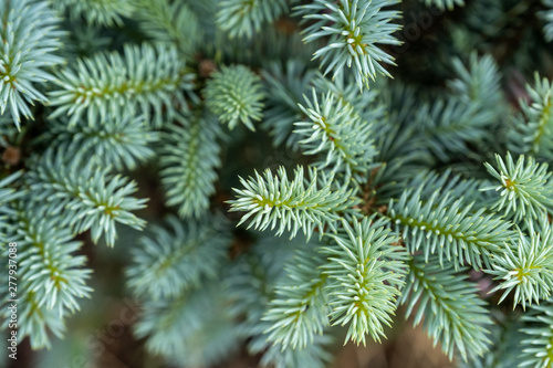 young blue spruce  beautiful fir