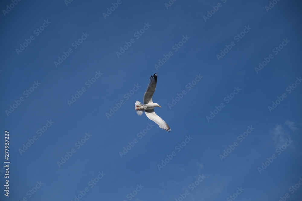 A Seagull Gracefully Diving in the blue sky A Seagull Gracefully Diving in the blue sky