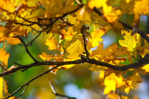 Autumn oak tree leaves background. Nature background with yellow foliage.