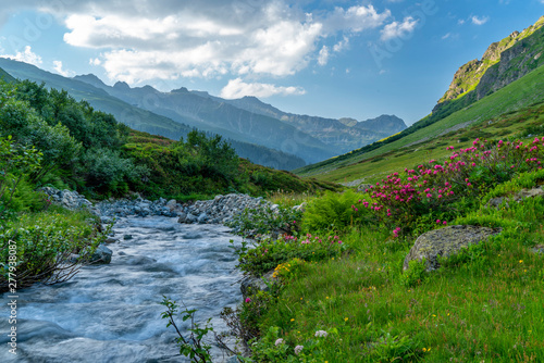 Alpenrosenbl  te in den Alpen