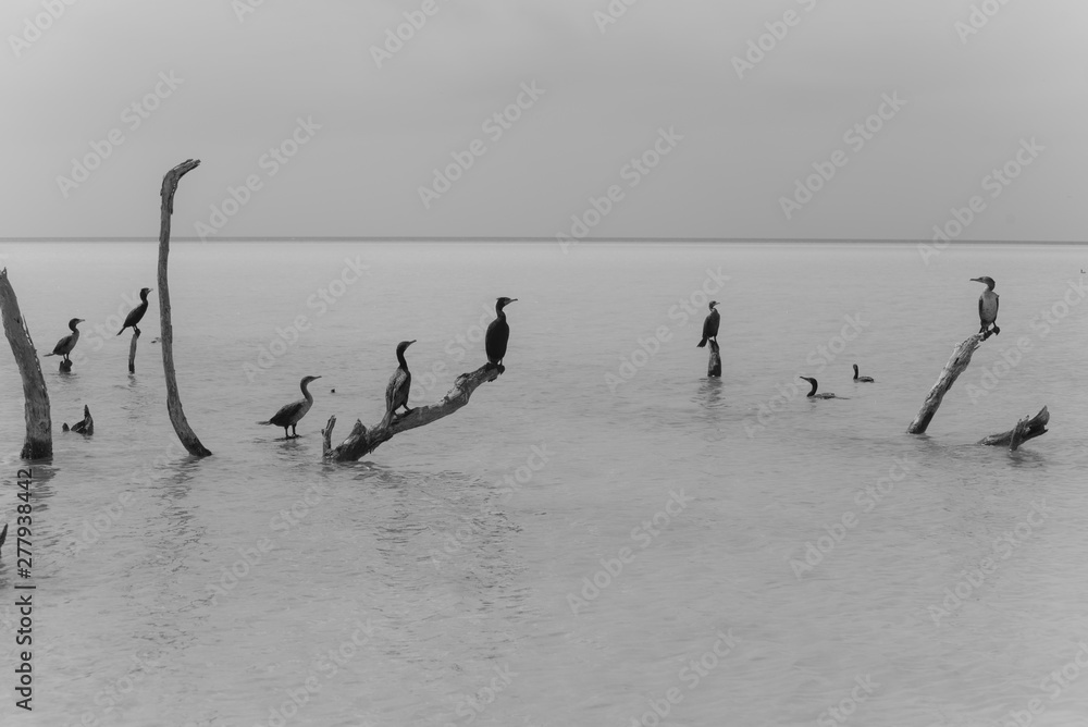 Naklejka premium Beautiful Wide Angle Panoramic Photography Taken in the Beautiful Mexican Island, Holbox 