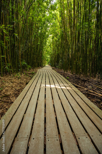 Bamboo forest of Hana  Maui