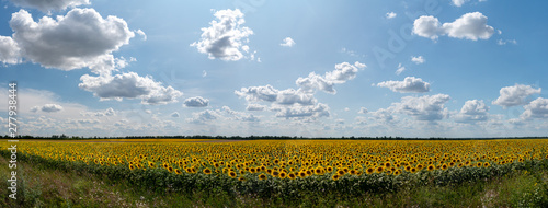 sunflowers bloom in a field on a farm