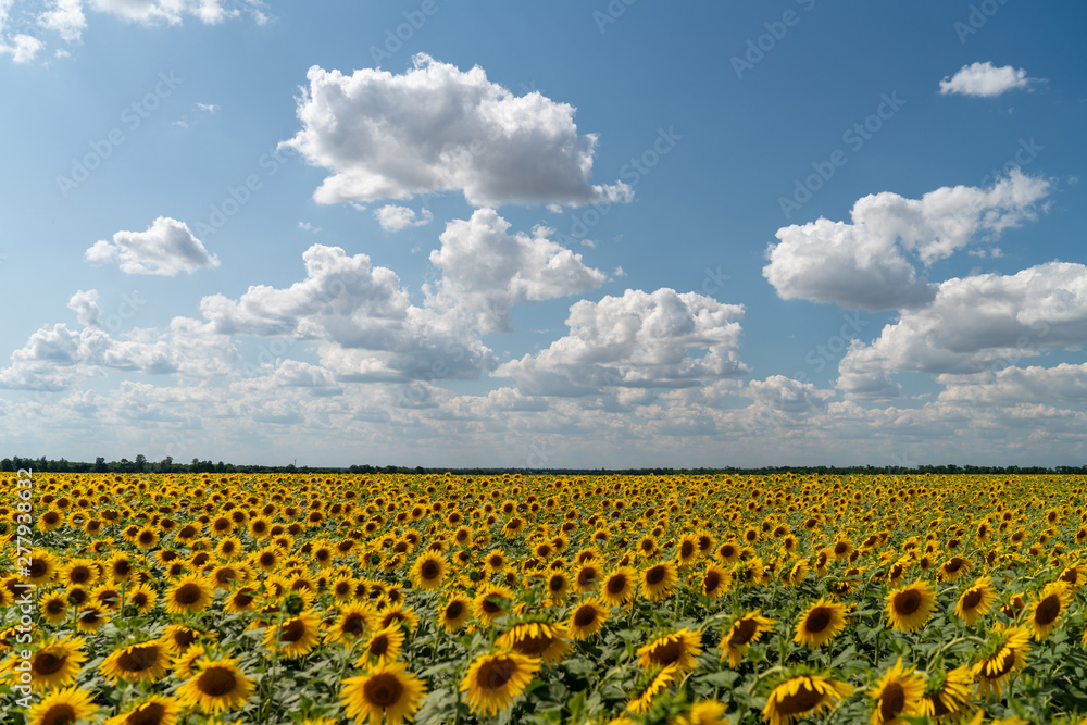 Obraz premium sunflowers bloom in a field on a farm