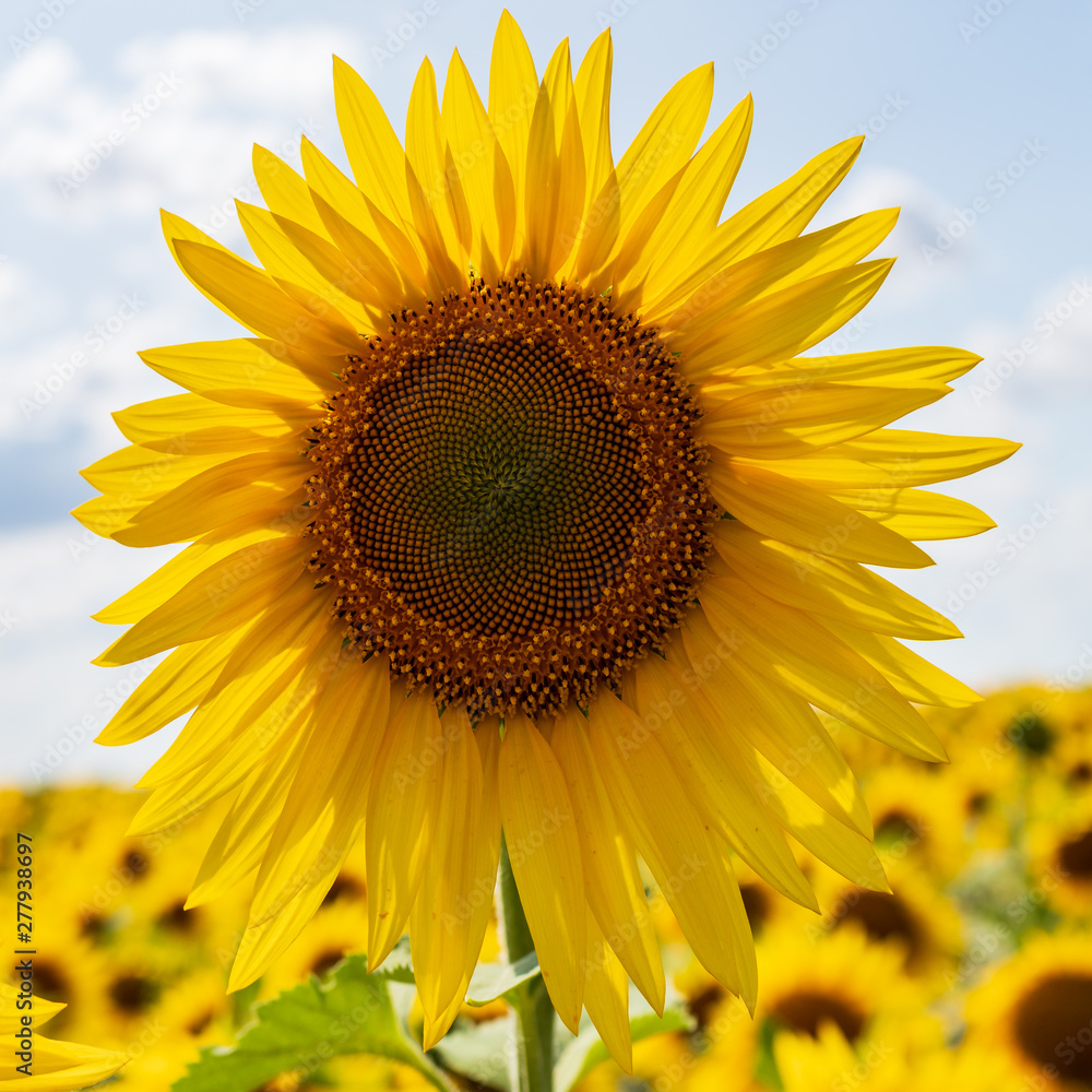 sunflowers bloom in a field on a farm sunflowers bloom in a field on a farm