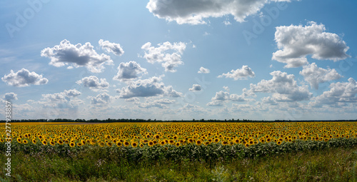 sunflowers bloom in a field on a farm
