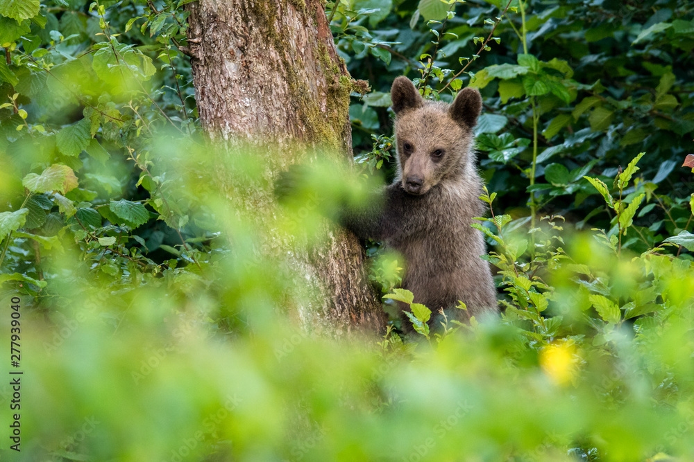 Young brown bear climbing on the apple tree. Carpathian mountains. Poland Young brown bear climbing on the apple tree. Carpathian mountains. Poland