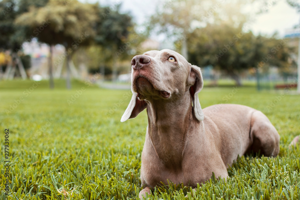 Weimaraner breed dog sitting on the grass of the field, looking up.