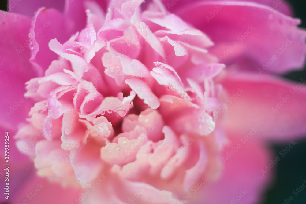Macro pink peony petals with water drops on green background Macro pink peony petals with water drops on green background