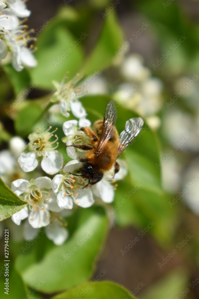 Bee on flower Bee on flower
