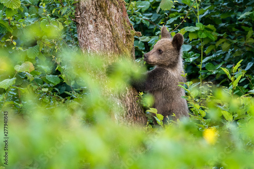 Tableau sur toile Young brown bear climbing on the apple tree