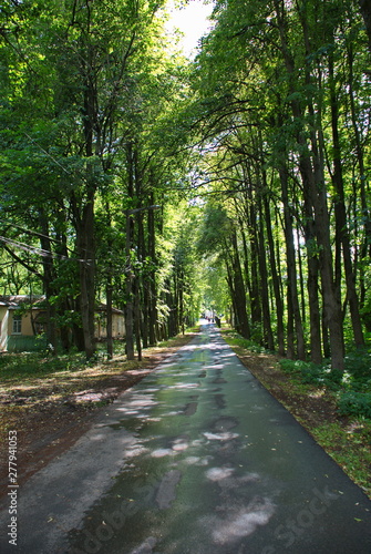 Asphalt road surrounded by green trees goes into the distance
