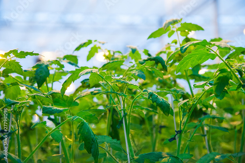 Rows of tomato plants growing inside big industrial greenhouse