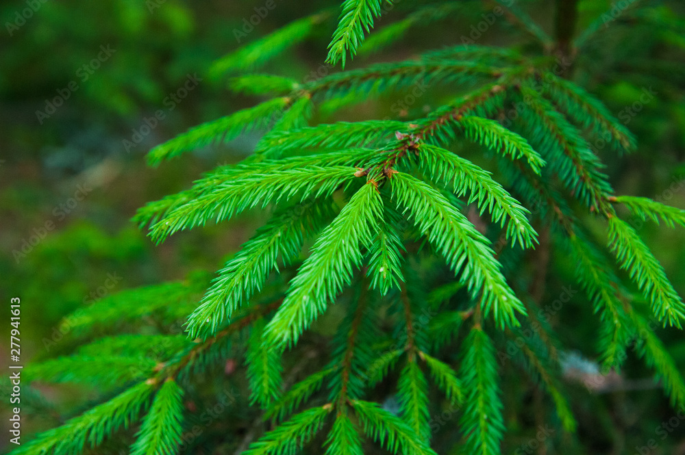 Green prickly branches of a fur-tree or pine Green prickly branches of a fur-tree or pine