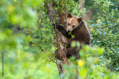 Fototapeta Naklejka Na Ścianę i Meble -  Young brown bear climbing on the apple tree. Carpathian mountains. Poland
