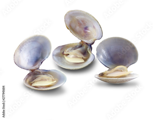  Tres Almejas frescas sobre fondo blanco, vista cenital. Three fresh clams on white background, overhead view