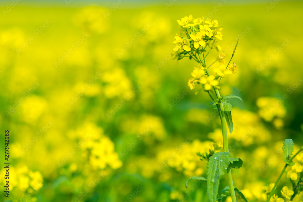 Obraz premium Mustard flower field is full blooming.