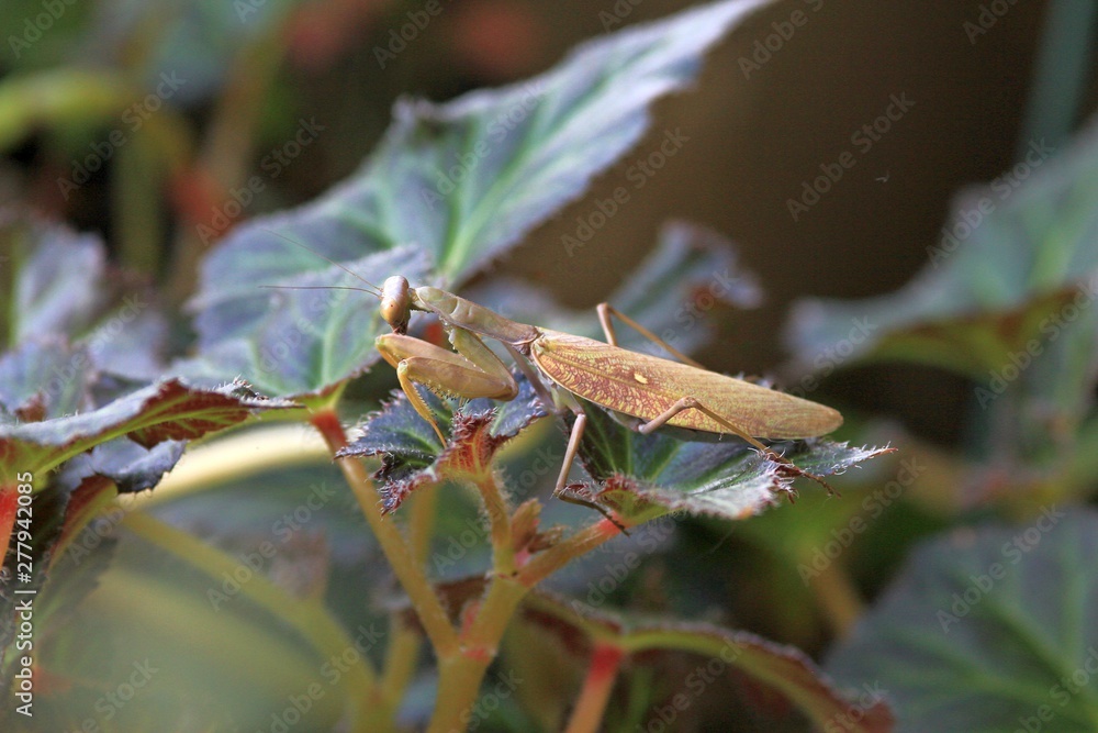 Mantis Hierodula transcaucasica on leaves Mantis Hierodula transcaucasica on leaves