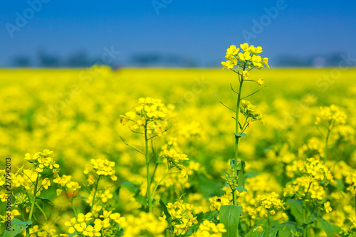 Mustard flower field is full blooming.