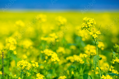 Mustard flower field is full blooming. photo