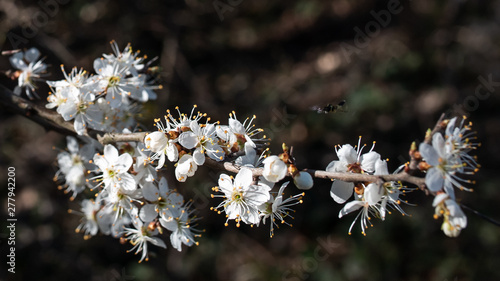 spring branch with flowers