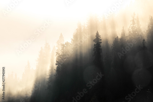foggy forest morning somewhere in British Columbia  Canada 