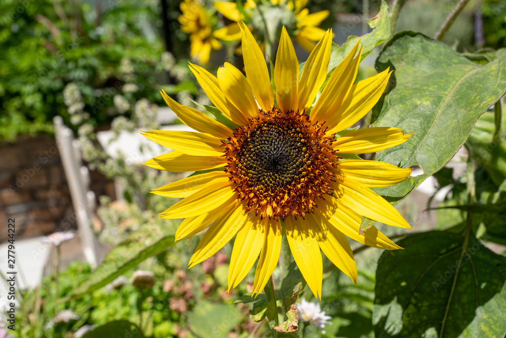 Obraz premium Sonnenblume auf der griechischen Insel Naxos