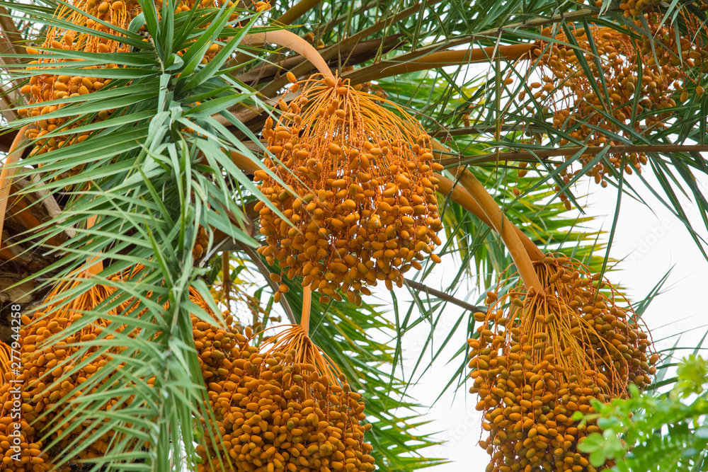 Raw bunch of date palm hanging on the tree. Raw bunch of date palm hanging on the tree.
