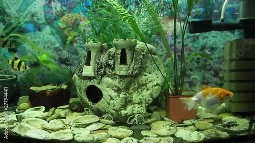 Fsh and plant life in a large aquarium