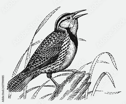 Singing Eastern meadow lark, sturnella magna sitting on a tree stump. Illustration after an antique engraving from the early 20th century