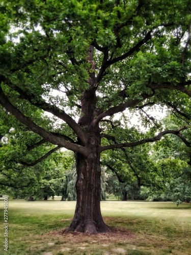 Old oak tree in the park