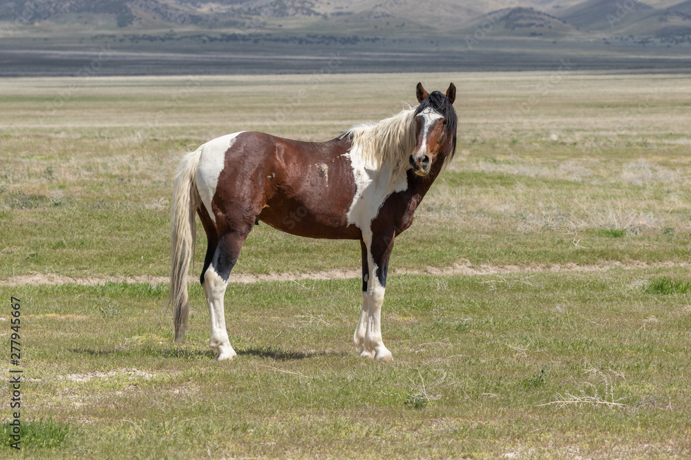 Magnificent Wild Horse in the Utah Desert Magnificent Wild Horse in the Utah Desert