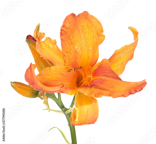 Daylily (Hemerocallis) bright orange flower close-up isolated on white background