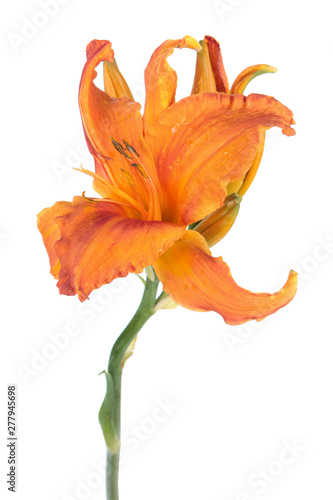 Fototapeta Naklejka Na Ścianę i Meble -  Daylily (Hemerocallis) bright orange flower close-up isolated on white background