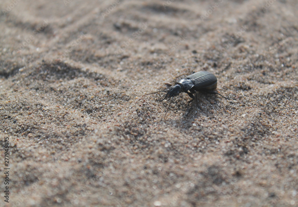 insect, beetle, bug, macro, nature, black, animal, sand, wildlife, close-up, small, beach, crab, fly, antenna, closeup, green, dung, wild, detail insect, beetle, bug, macro, nature, black, animal, sand, wildlife, close-up, small, beach, crab, fly, antenna, closeup, green, dung, wild, detail